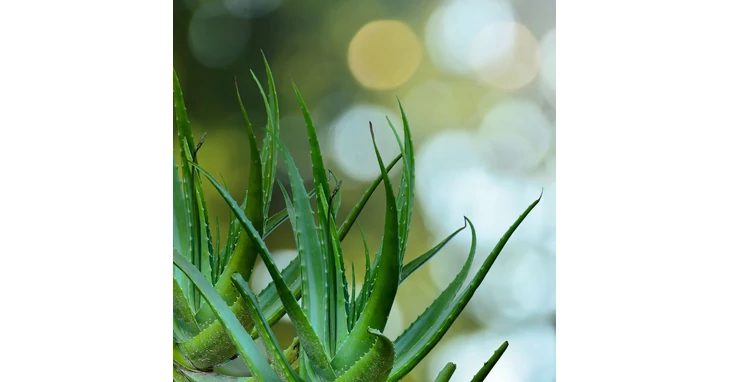 A termszet adta kincs - gy polja az aloe vera a brdet